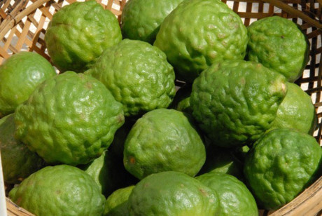 Cây[-]trúc,[-]cây[-]đặc[-]hữu[-]của[-]An[-]Giang